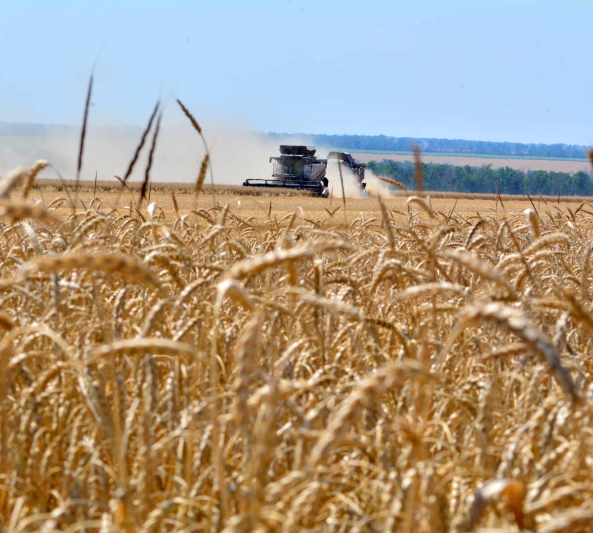 Corn and wheat prices jump to highest prices in more than three years